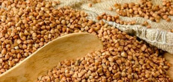 فواید گندم سیاه