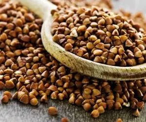خواص گندم سیاه