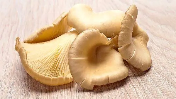 قارچ صدفی خوراکی