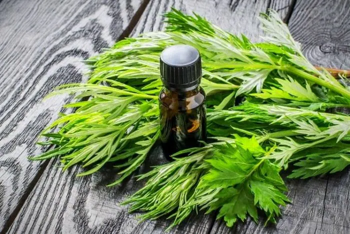روغن افسنطین