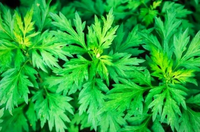 گیاه افسنطین