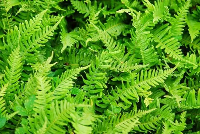 نحوه مصرف بسفایج