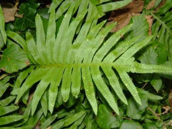 بسفایج طب سنتی