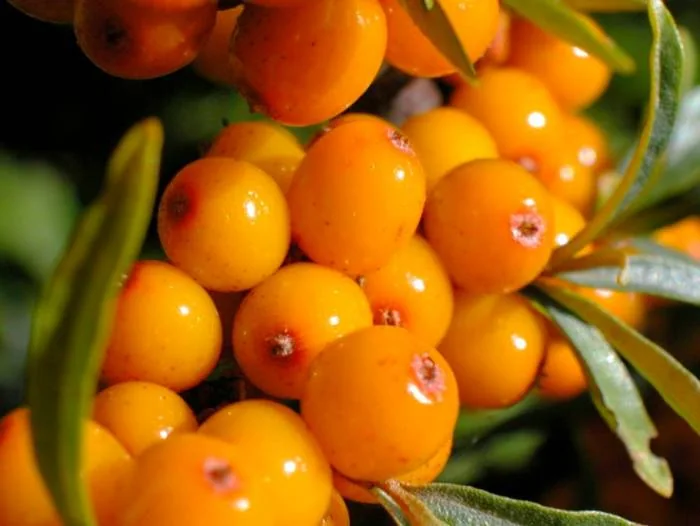 عوارض میوه کنار