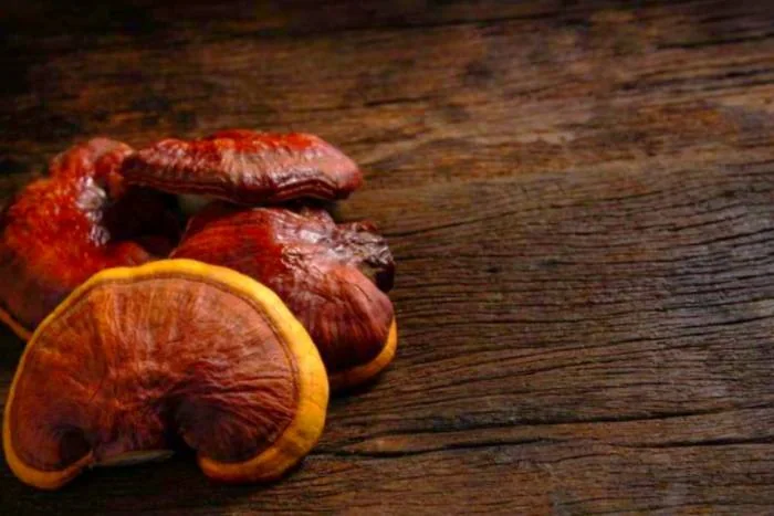 فواید قارچ گانودرما