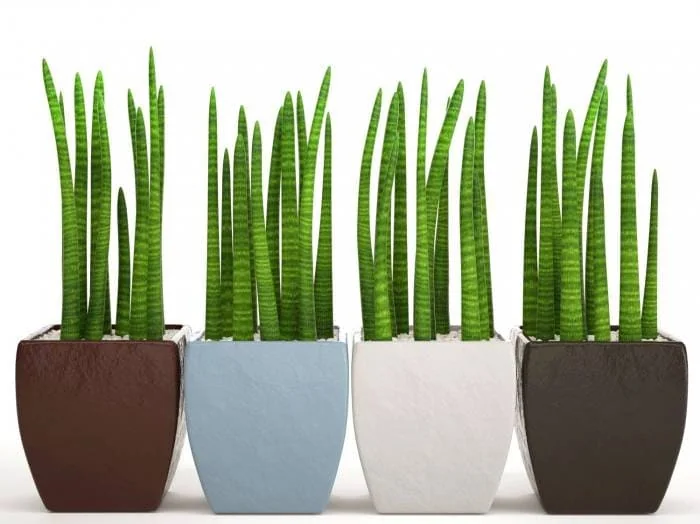 گل نیزه آفریقایی