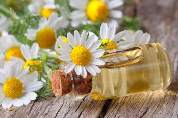 روغن گیاه بابونه