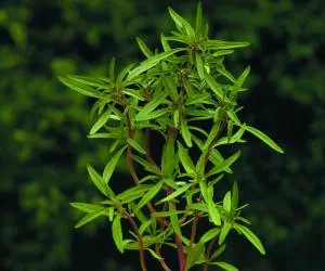 خواص مرزه