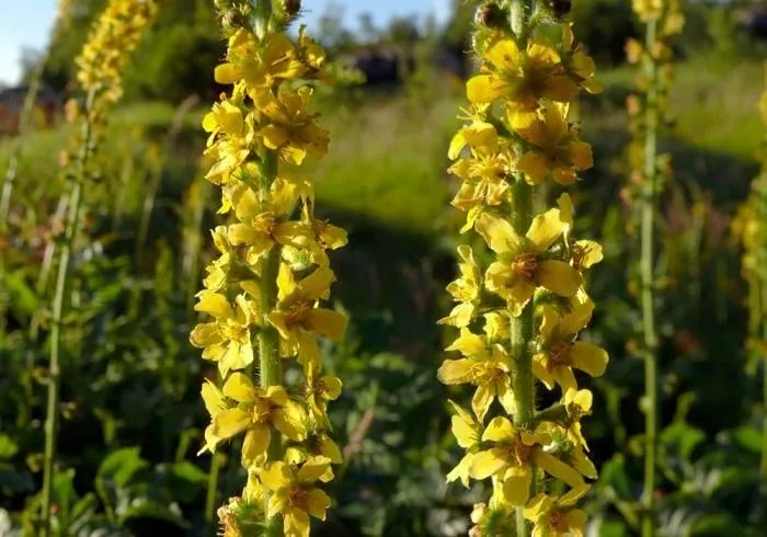 گل های آگریمونیا