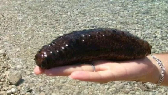 خیار دریایی چیست