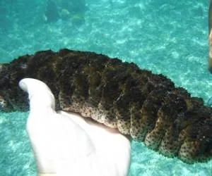 خیار دریایی