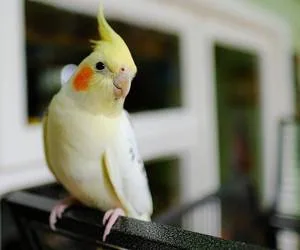 عروس هلندی