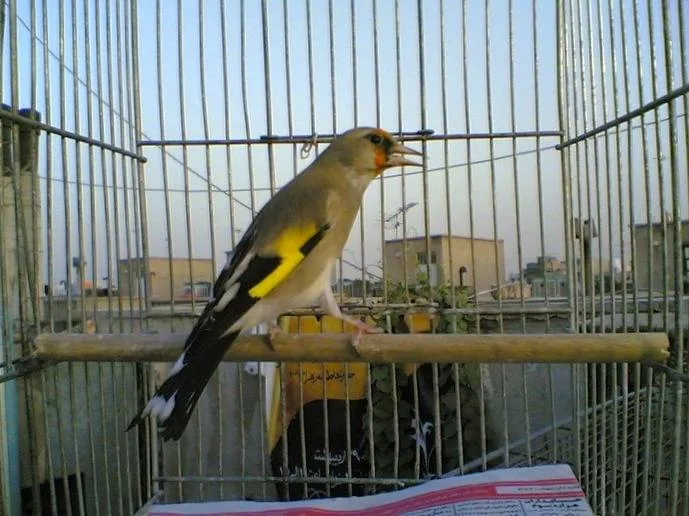 آموزش نگهداری سهره