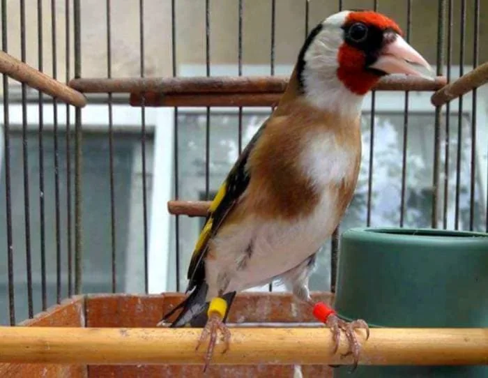مراقبت از سهره