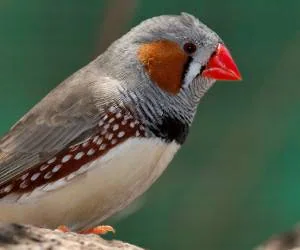 فنچ