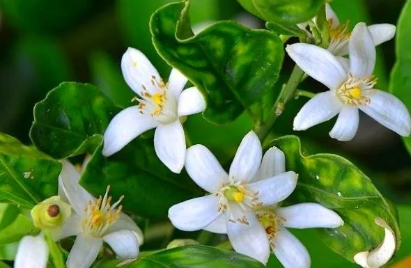 چای بهارنارنج