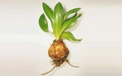 پیاز عنصل