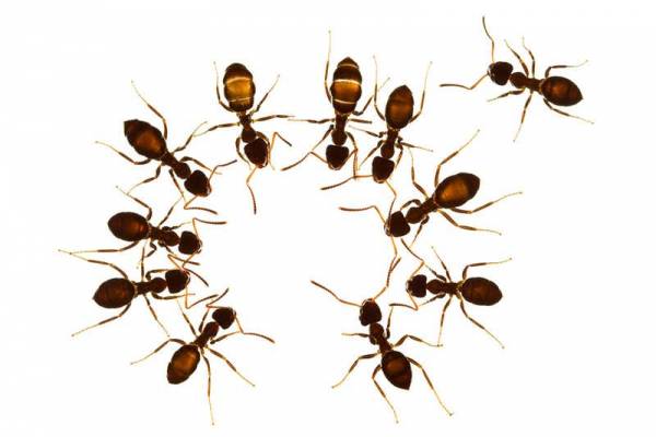 فراری دادن مورچه