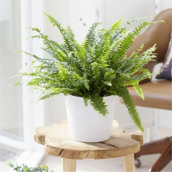 گیاه برای ضدعفونی خانه