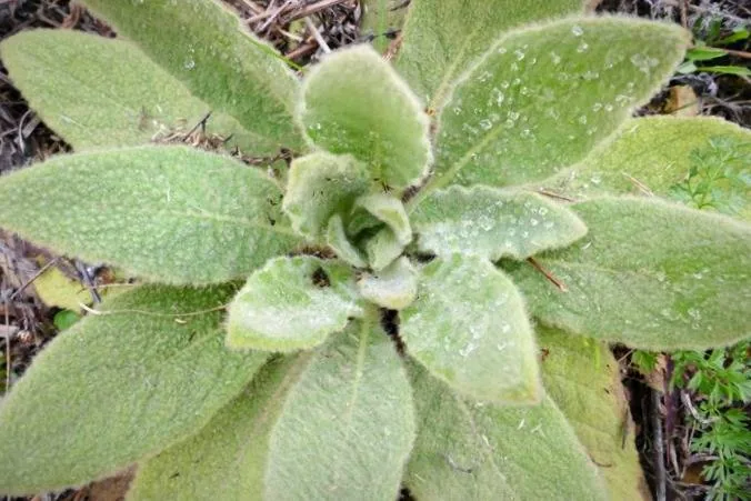 چای خرگوشک