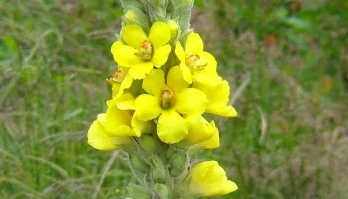 مضرات خرگوشک