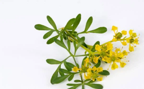 فواید گیاه سداب