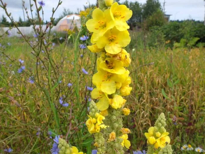 مزایای خرگوشک