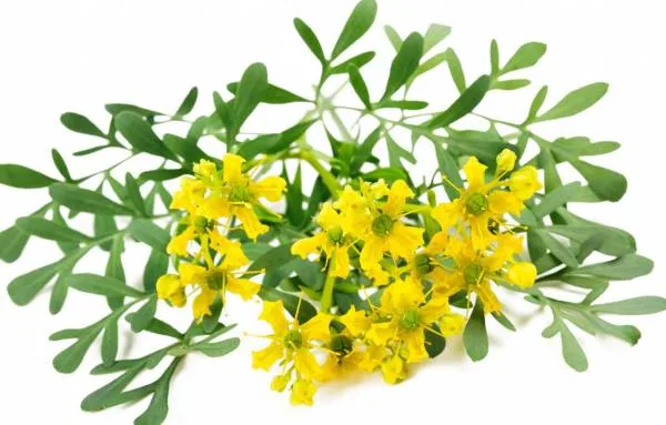 ترکیبات گیاه سداب
