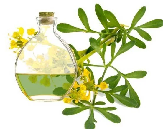 گیاه سداب برای لاغری