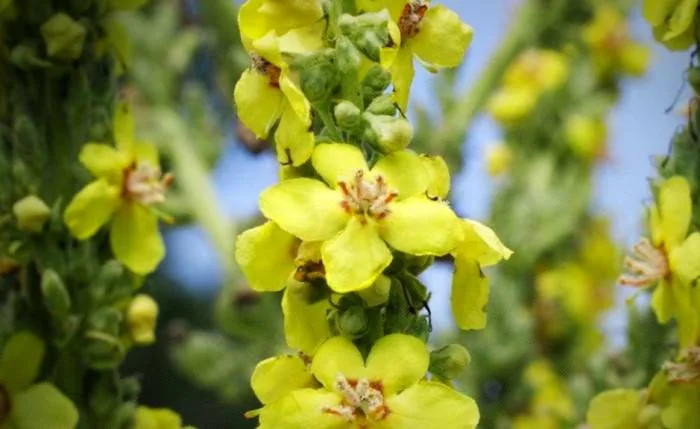 ارزش غذایی خرگوشک