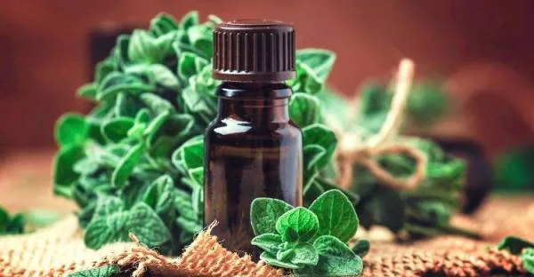 خواص روغن پونه