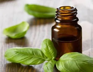 روغن ریحان