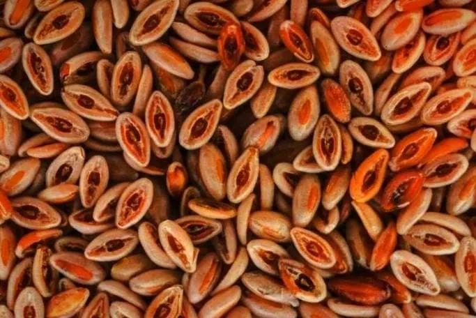 گیاه اسفرزه برای یبوست