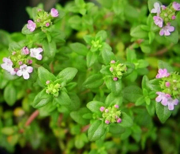 خواص دارویی کاکوتی