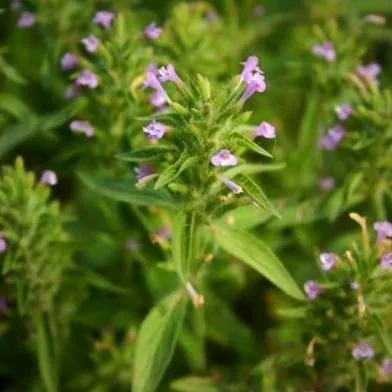 خواص کاکوتی برای پوست خواص کاکوتی
