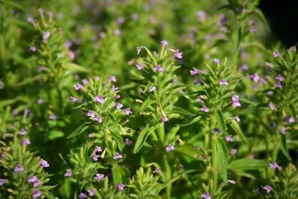 کاکوتی در بارداری