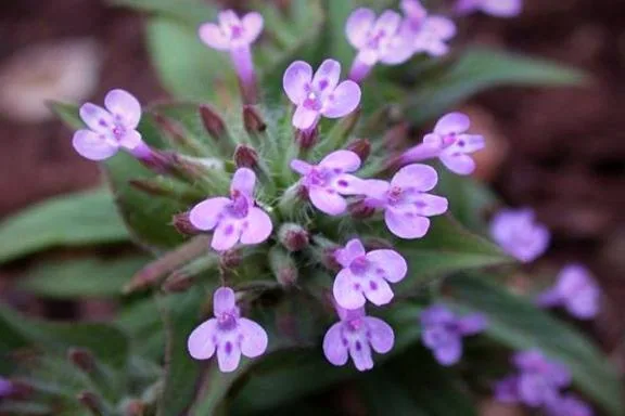 گیاه کاکوتی