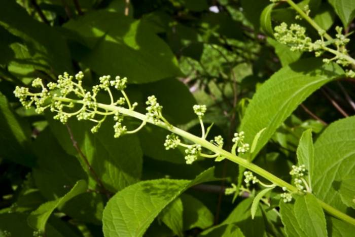 گیاه جادویی ضد سرطان با نامی عجیب