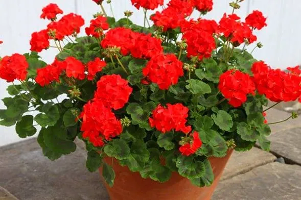 نگهداری شمعدانی