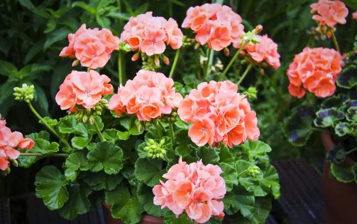 پرورش گل شمعدانی