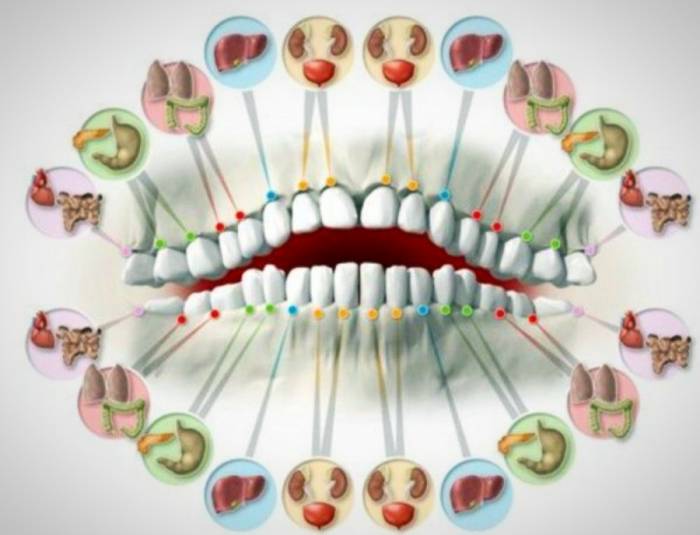 دندان عضو بدن