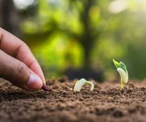 ضدعفونی کردن بذر