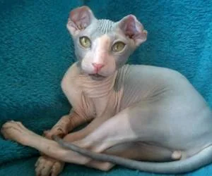 عجیب ترین گربه
