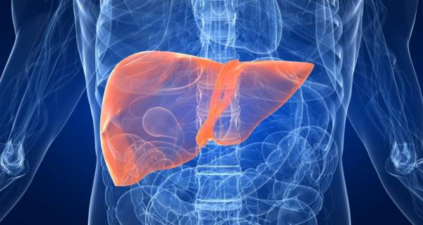 آرتیشو برای کبد