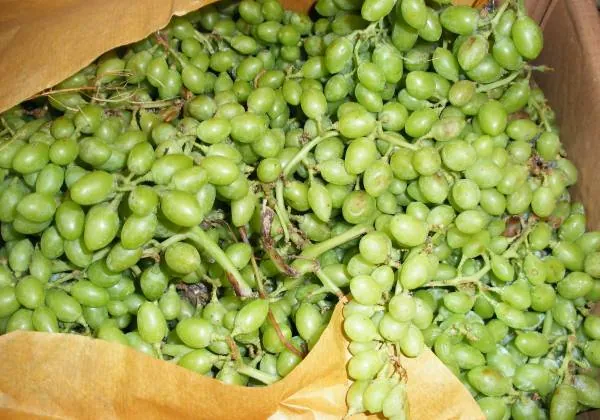 خواص غوره