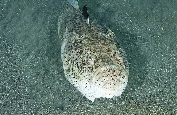 world's weirdest fish