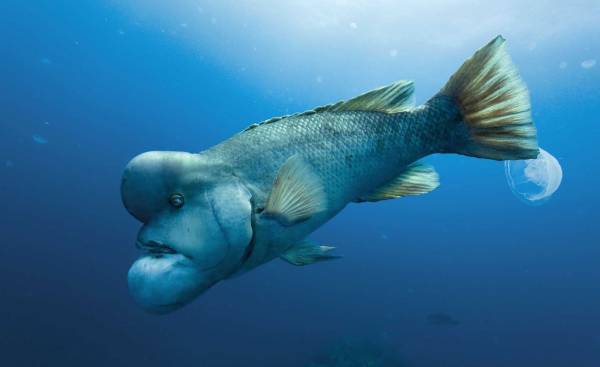 عجیب ترین ماهی 
