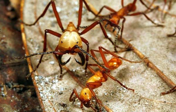 مورچه ارتشی