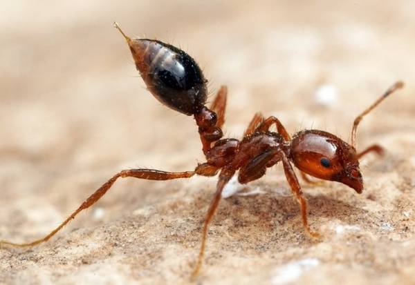 خطرناک ترین مورچه 