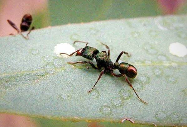 مورچه خطرناک
